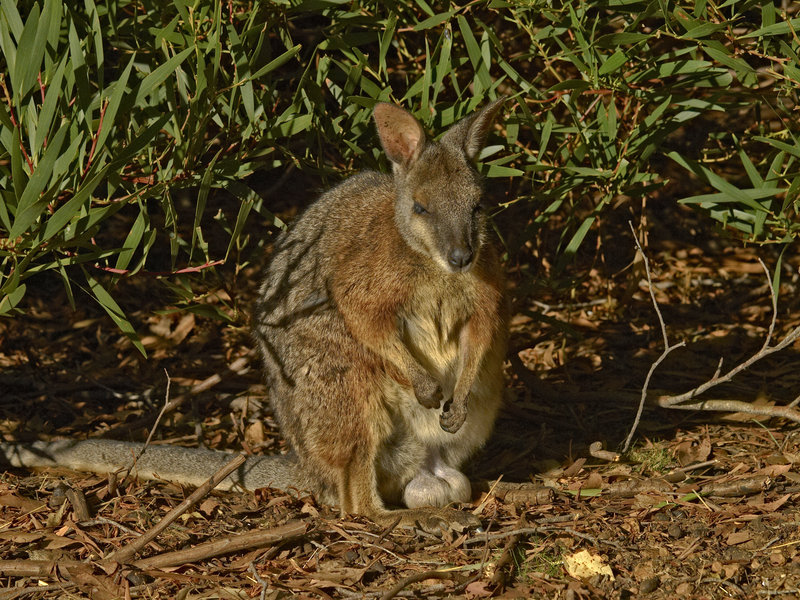 Kangaroo Island, Kangaroo
